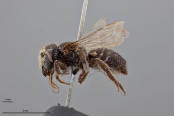 Media type: image;   Entomology 788772 Aspect: habitus lateral view